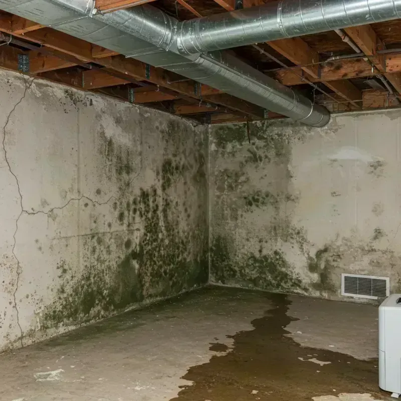 Professional Mold Removal in Stanberry, MO